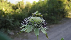 Passiflora dorisiae