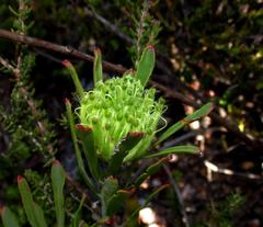 Leucospermum saxatile