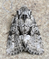 Eremobina leucoscelis