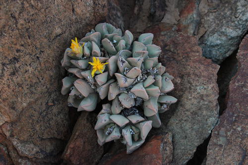 Schwantesia herrei