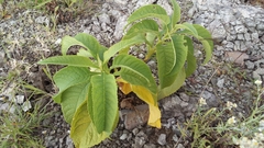 Buddleja sessiliflora