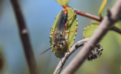 Elaphroptera erythrura