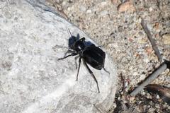 Moluris gibba