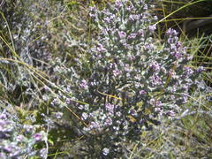 Amphithalea parvifolia