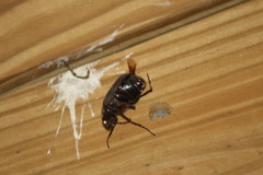 Osmoderma scabra