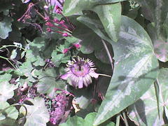 Passiflora punctata
