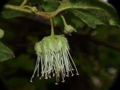 Chorilaena quercifolia
