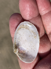 Periploma planiusculum