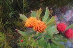 Leucospermum mundii