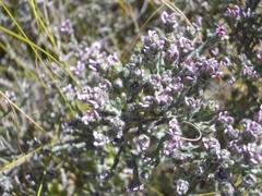 Amphithalea parvifolia