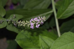 Aloysia macrostachya