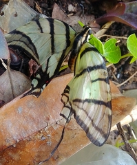 Protographium