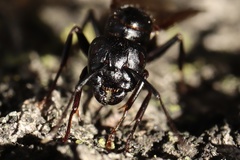 Camponotus pennsylvanicus