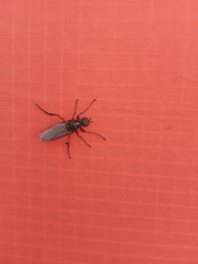Bibio pomonae