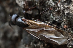 Camponotus pennsylvanicus