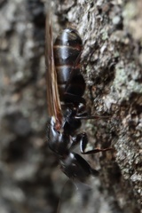 Camponotus pennsylvanicus