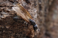 Camponotus pennsylvanicus