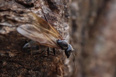 Camponotus pennsylvanicus