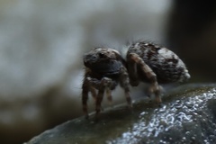 Salticidae