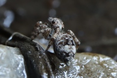 Salticidae