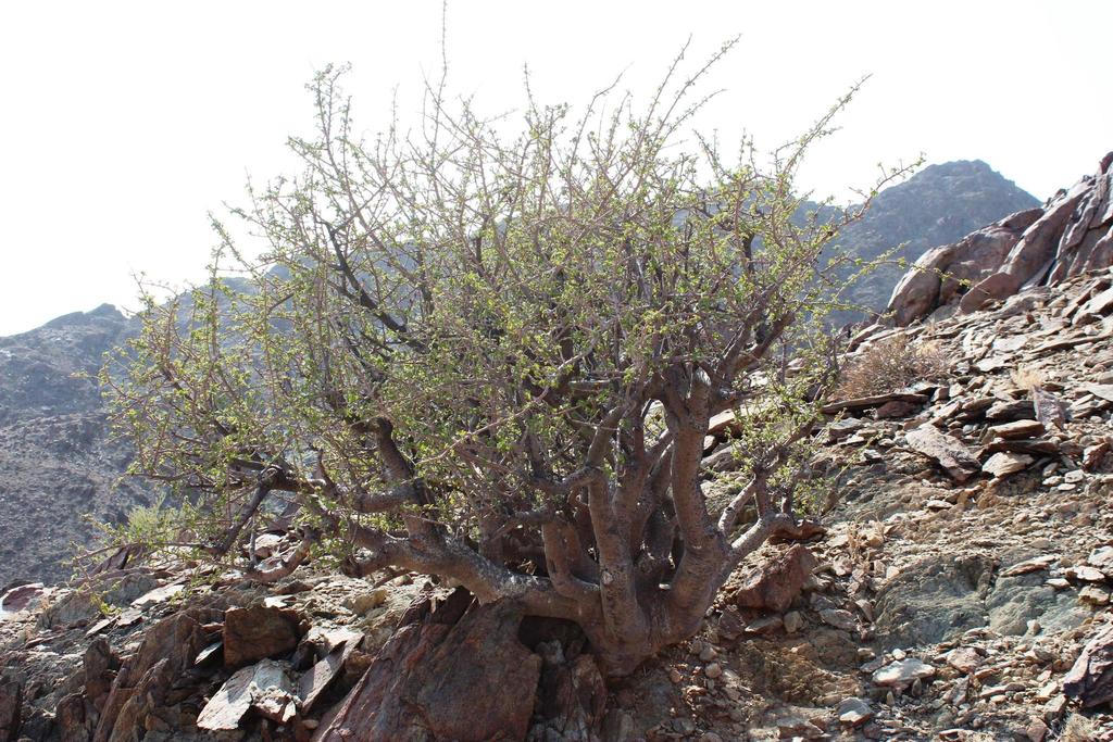 Commiphora namaensis, Pootjiespram Mountain ridge through amphitheatre n Great Bend: Richtersveld National Park