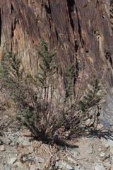 Asparagus capensis capensis