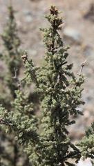 Asparagus capensis capensis