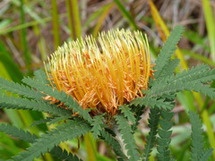 Banksia formosa
