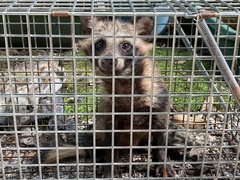 Nyctereutes viverrinus