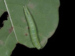 Hypena abalienalis