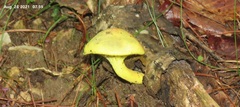 Pulveroboletus