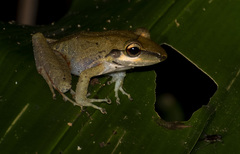 Craugastor talamancae
