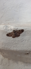 Lepidoptera