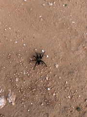 Aphonopelma gabeli