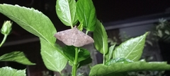 Lepidoptera