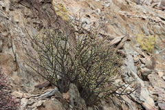 Portulacaria fruticulosa