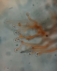 Anthophysa vegetans