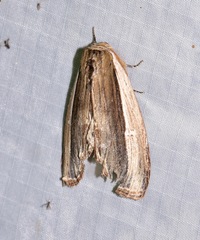 Truncaptera truncata