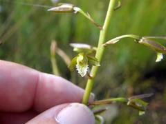 Eulophia tristis