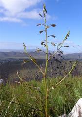 Eulophia tristis