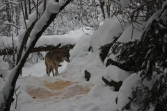 Canis lupus lupus