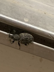 Otiorhynchus sulcatus