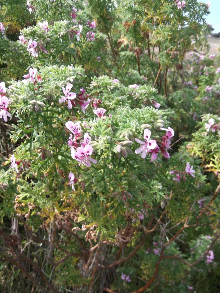 Rasp-leaf pelargonium from Rondebosch Common Path, Rondebosch ...