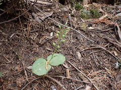 Neottia banksiana