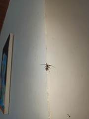 Lagocheirus araneiformis