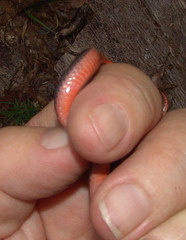 Carphophis amoenus helenae