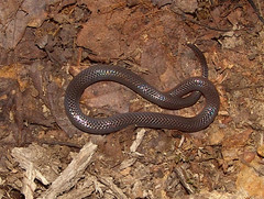 Carphophis amoenus helenae