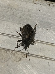 Otiorhynchus sulcatus
