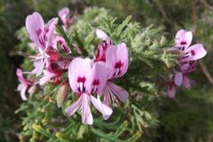Pelargonium radens