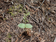 Neottia banksiana